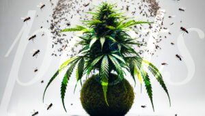 Pests in Cannabis cultivation