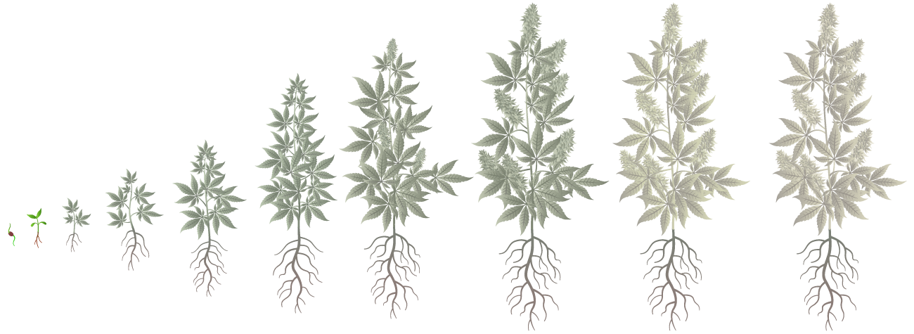 Cannabis Growth Phases: Germination