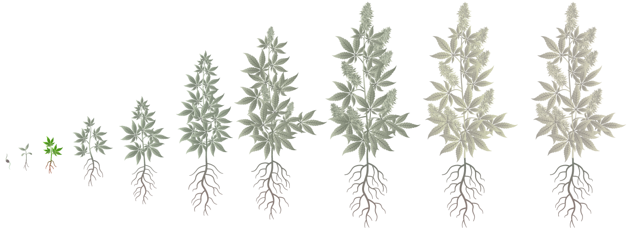 Cannabis Growth Phases: Seedling