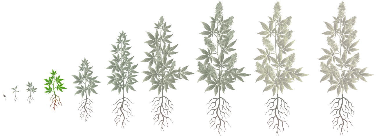 Cannabis Growth Phases: Early Vegetation