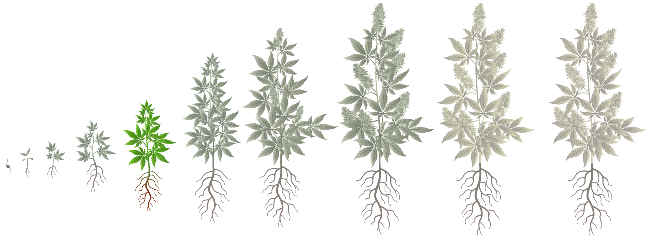 Cannabis Growth Phases: Main Vegetation
