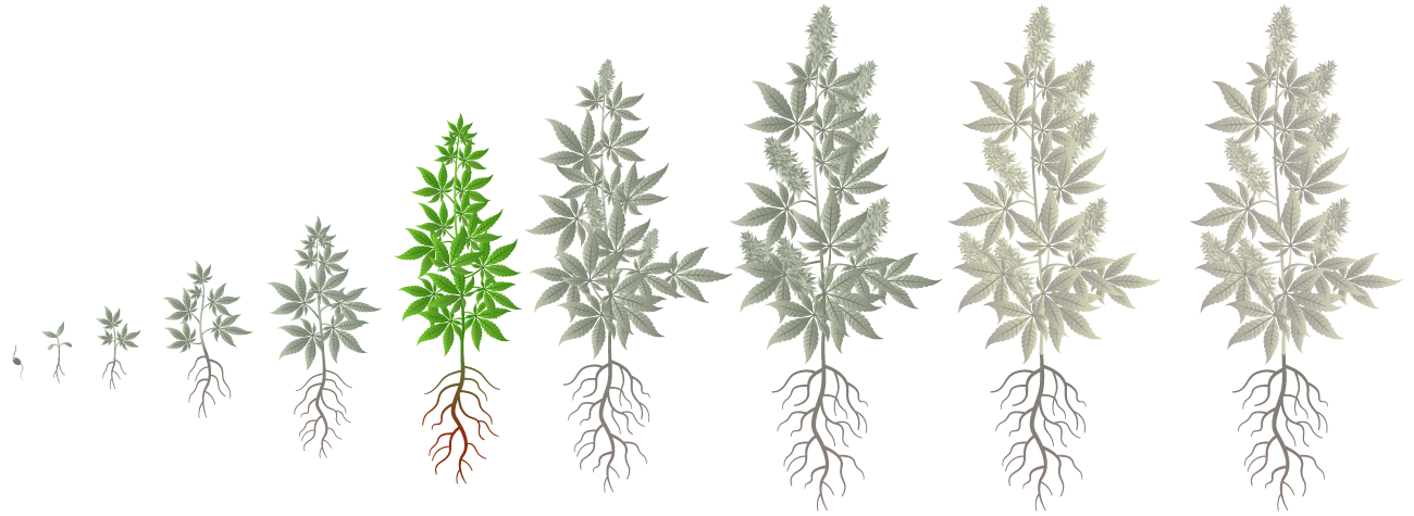 Cannabis Growth Phases: Late Vegetation