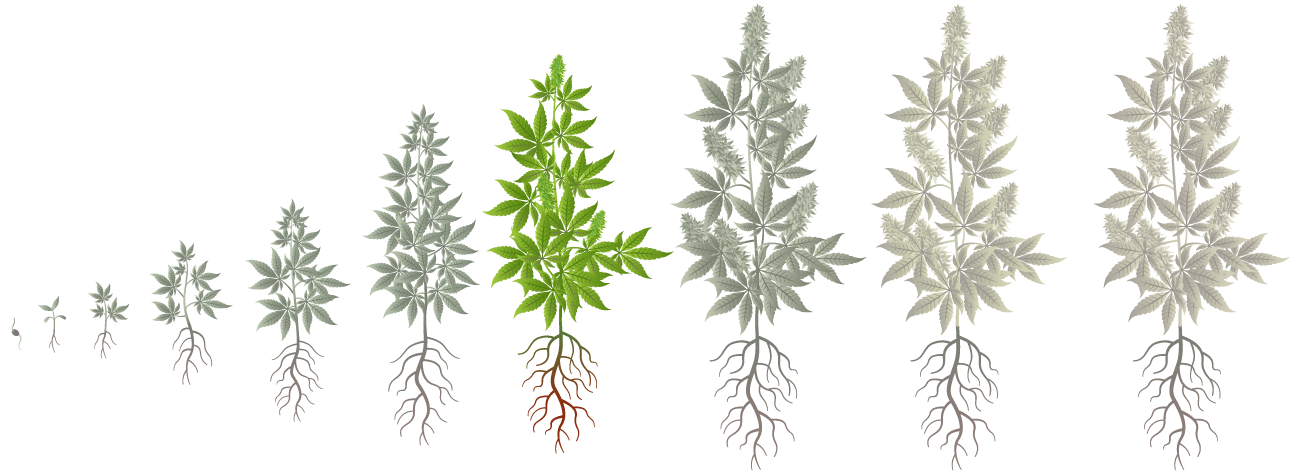 Cannabis Growth Phases: Pre-Flowering
