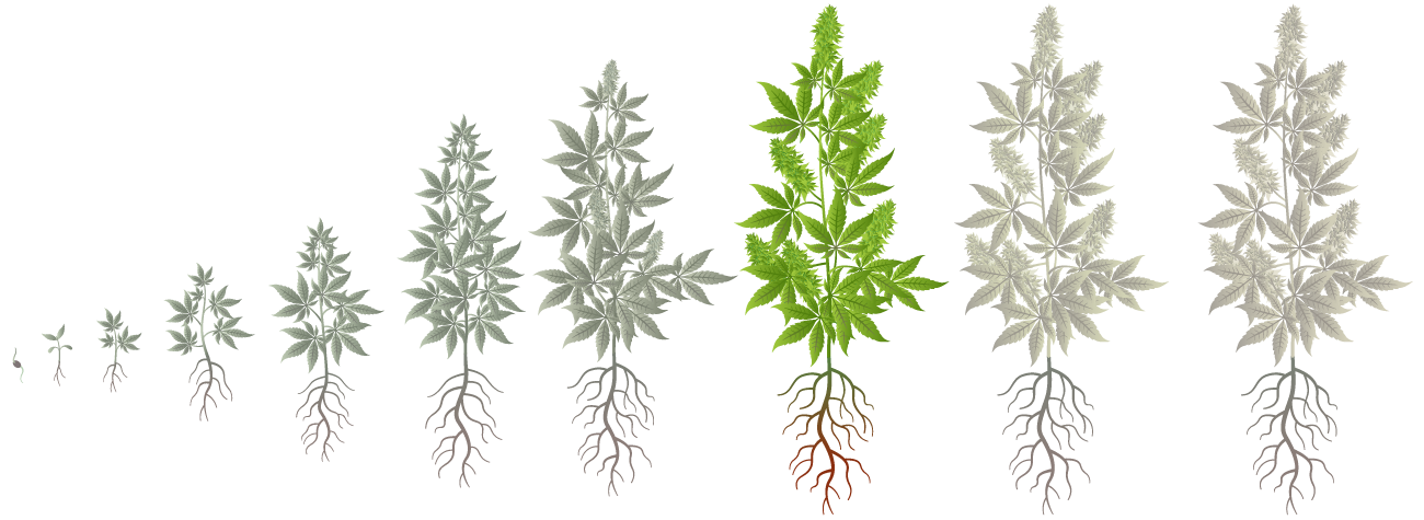 Cannabis Growth Phases: Blooming (Main Flowering)