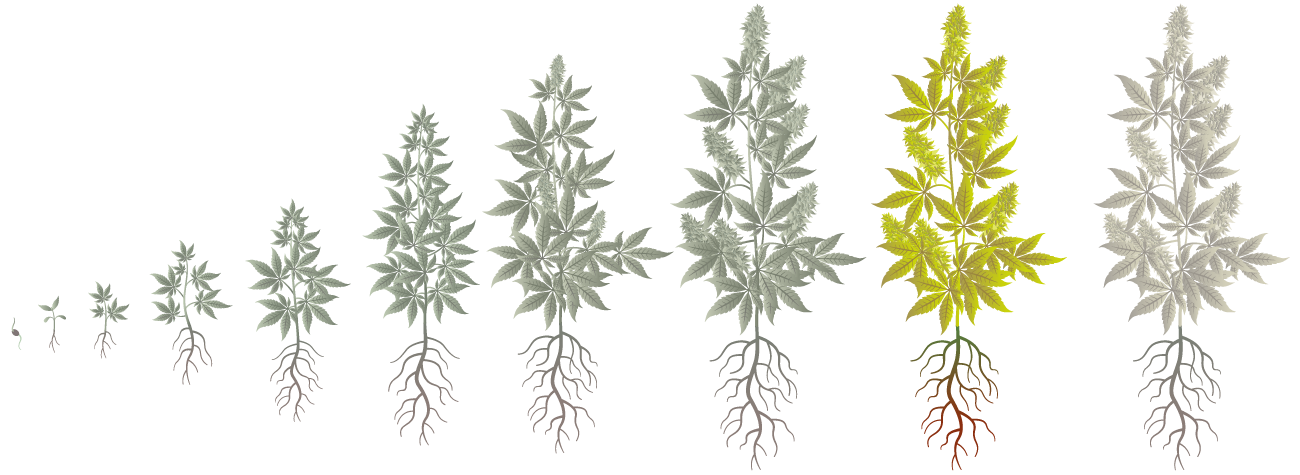 Cannabis Growth Phases: Ripening