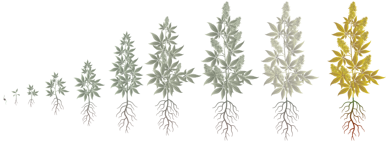 Cannabis Growth Phases: Flushing