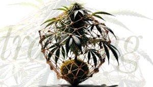 Advanced Cannabis training techniques